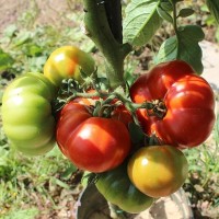 Tomates paysannes